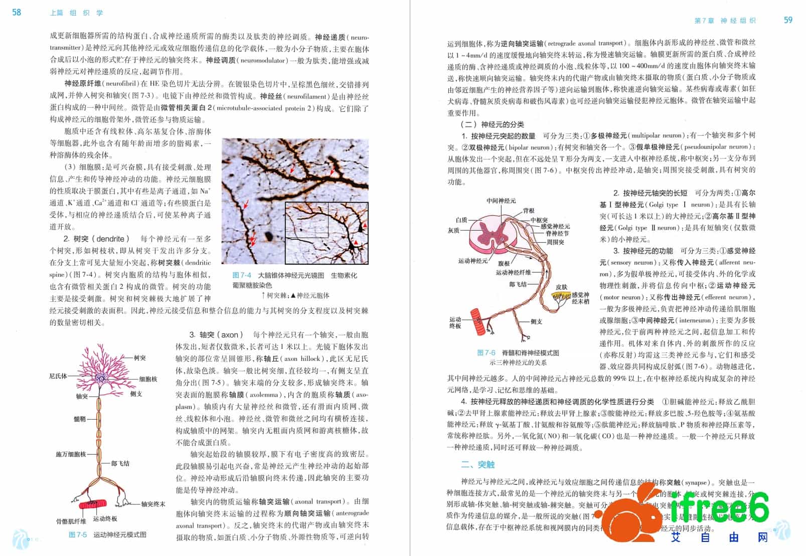 《组织与胚胎学》第9版_李继承,曾园山主编pdf | 艾自由网